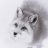 silverfox